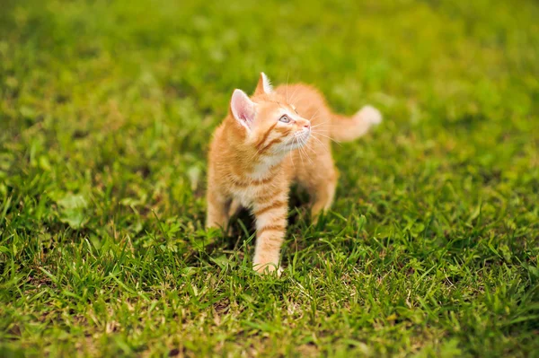 Κόκκινη γάτα στο πράσινο γρασίδι — Φωτογραφία Αρχείου