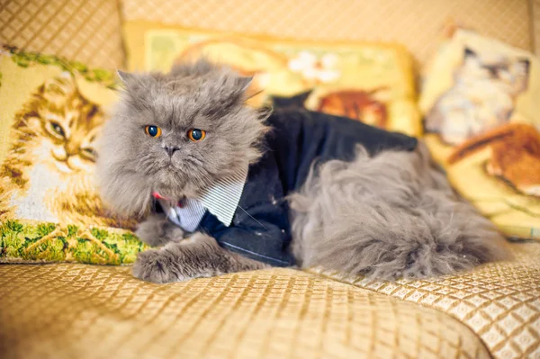 Kot w sukni ślubnej z muszką — Zdjęcie stockowe