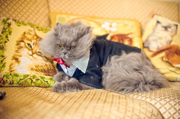 Kot w sukni ślubnej z muszką — Zdjęcie stockowe