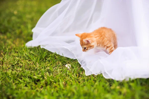 Rode kitten op een trouwjurk — Stockfoto