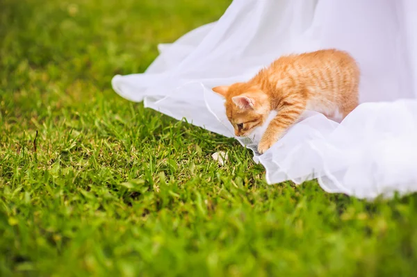 Rode kitten op een trouwjurk — Stockfoto