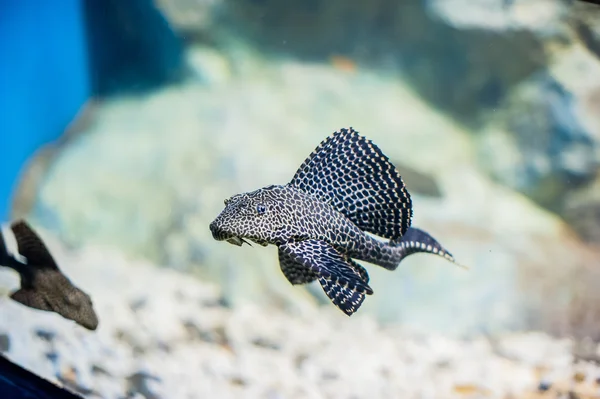 Akvarijní ryby zblízka obrázek — Stock fotografie