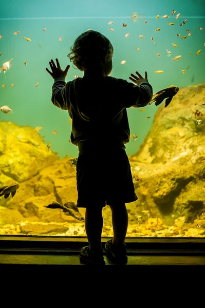 Силуэт мальчика, смотрящего на рыбу — стоковое фото