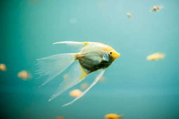 Peixe de aquário perto de imagem — Fotografia de Stock
