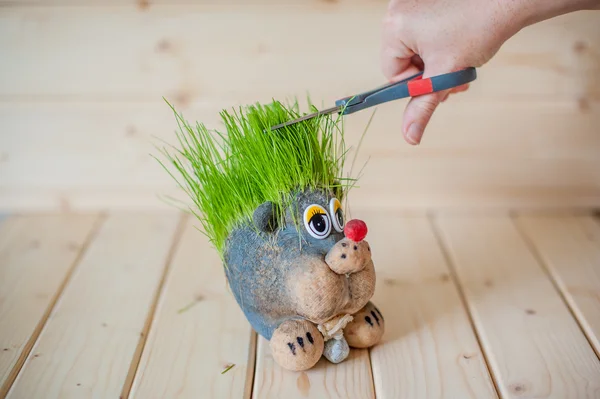 Taglio di capelli, riccio con aghi d'erba — Foto Stock