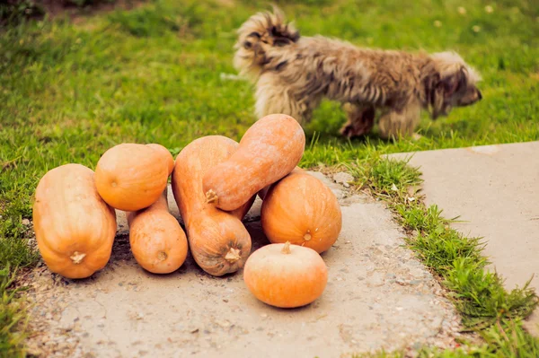 Abóboras de laranja de outono — Fotografia de Stock