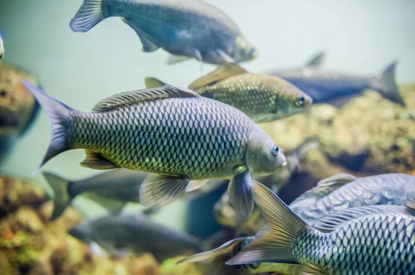 Peixe de aquário perto de imagem — Fotografia de Stock