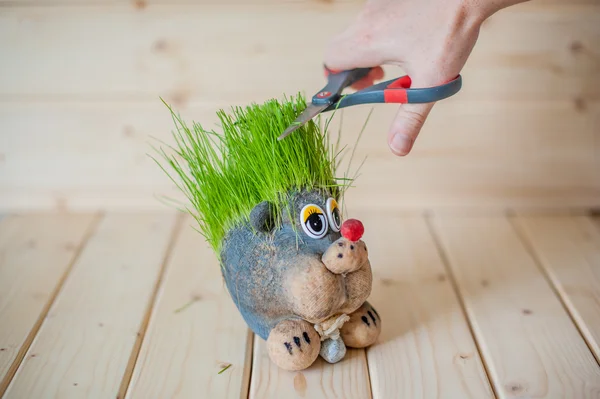 Taglio di capelli, riccio con aghi d'erba — Foto Stock