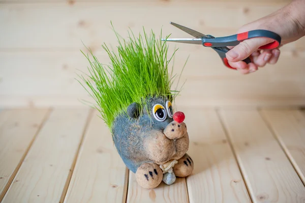 Taglio di capelli, riccio con aghi d'erba — Foto Stock