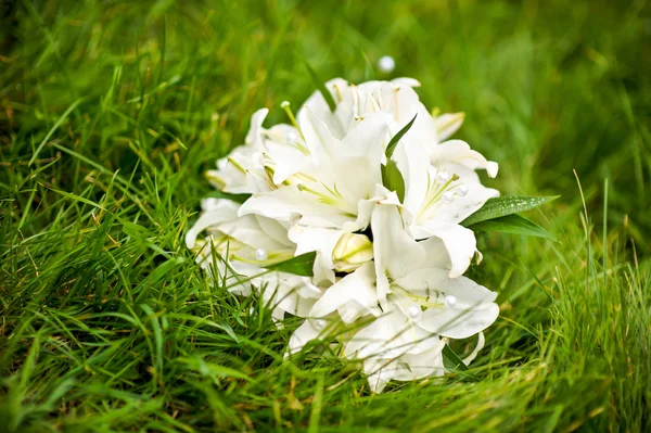 Bouquet of lilies on the grass — Stock Photo, Image