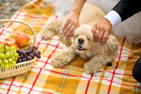 Damat, gelin ve köpek yavru horoz İspanyol bir piknik sepeti — Stok fotoğraf