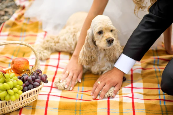 Damat, gelin ve köpek yavru horoz İspanyol bir piknik sepeti — Stok fotoğraf