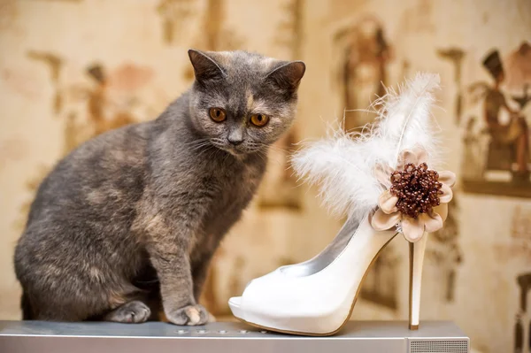 Cat e le scarpe da sposa con piume — Foto Stock