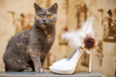 Cat and the bride shoes with feathers clipart