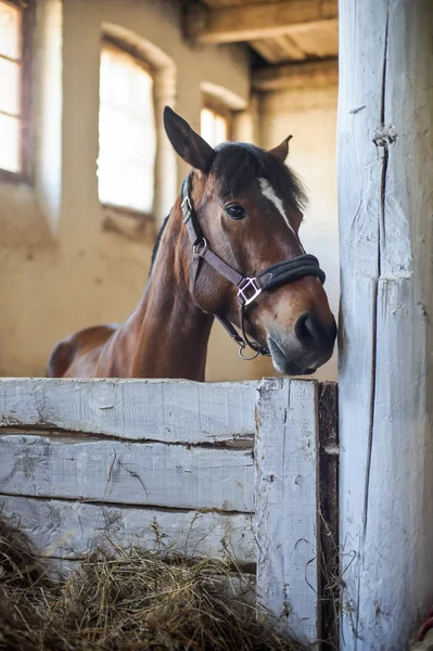 Ló nézett át a stabil ajtók vezetője — Stock Fotó