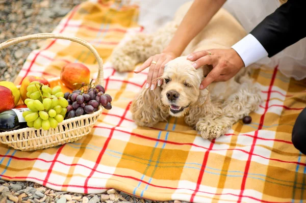 Yavru horoz İspanyol ve bir piknik sepeti — Stok fotoğraf