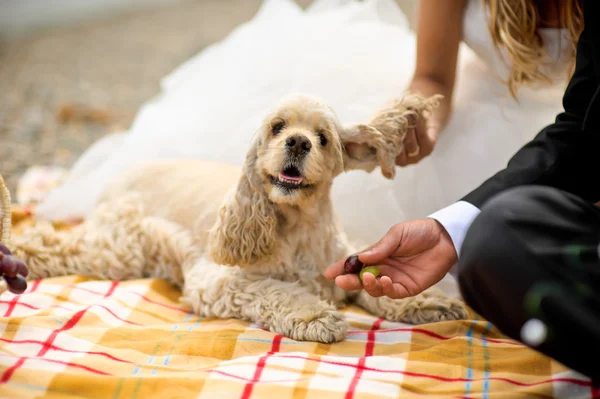 The groom, the bride and the dog Cocker Spaniel  a picnic basket — Stock Photo, Image