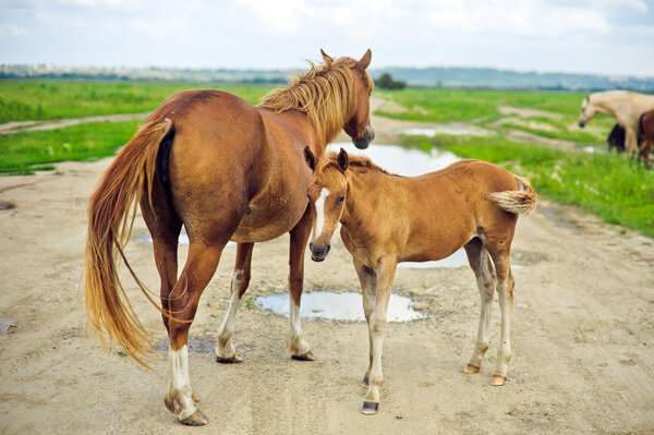 Herd of horses