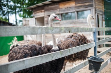 Devekuşları ahşap bir çit arkasında