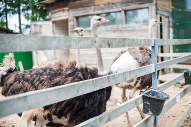 Devekuşları ahşap bir çit arkasında