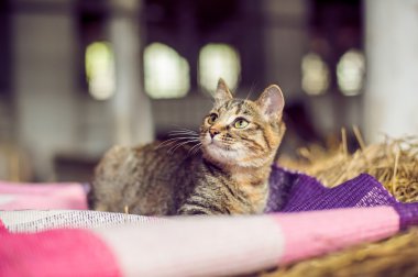 Redhead kedi köyde saman üzerinde