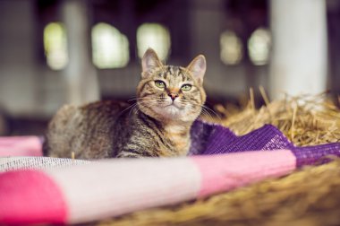 Redhead kedi köyde saman üzerinde