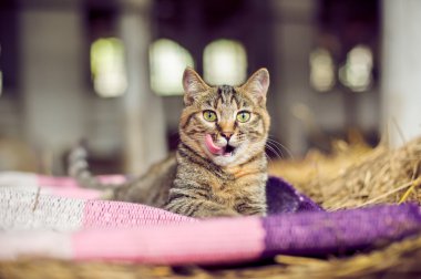 Redhead kedi köyde saman üzerinde