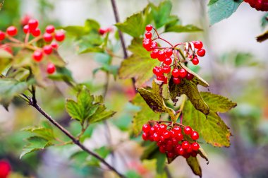 Alyans bir kızamık üzerinde