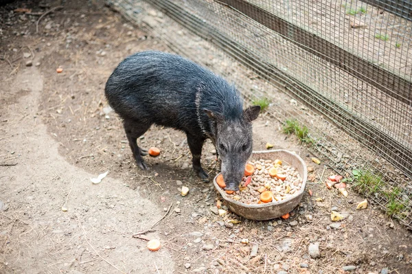 Yaban domuzu yem yiyor — Stok fotoğraf