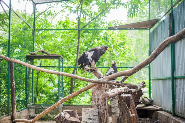 Águias em um ramo no zoológico — Fotografia de Stock