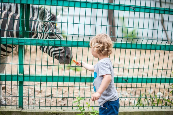 Tout-petit garçon nourrir un zèbre — Photo