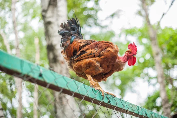 Rooster sits on the fence — Stock Photo, Image