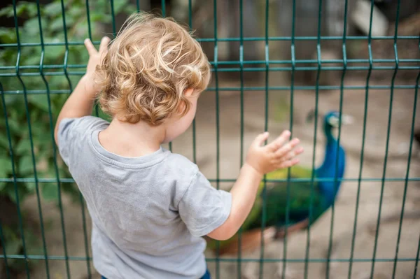 Niño pequeño mira el pavo real — Foto de Stock