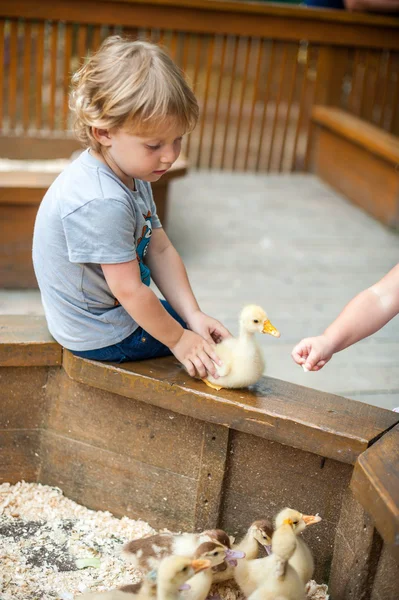 Niño pequeño jugar con los patitos — Foto de Stock