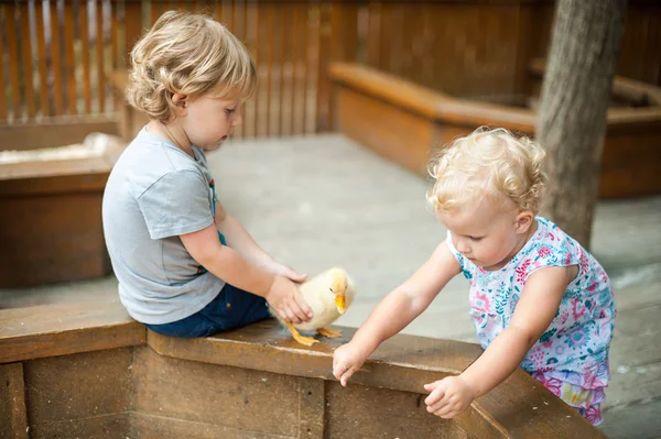 Niños juegan con los patitos —  Fotos de Stock