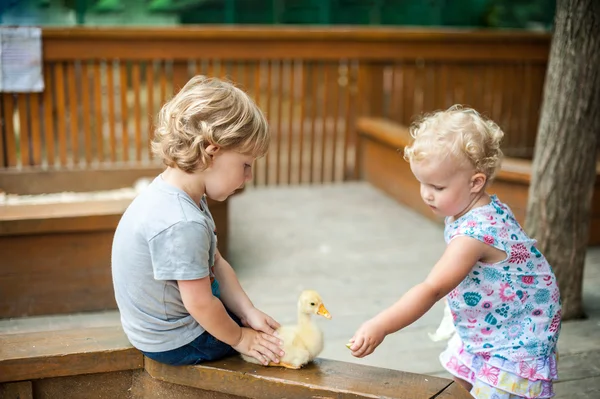 Les enfants jouent avec les canetons — Photo