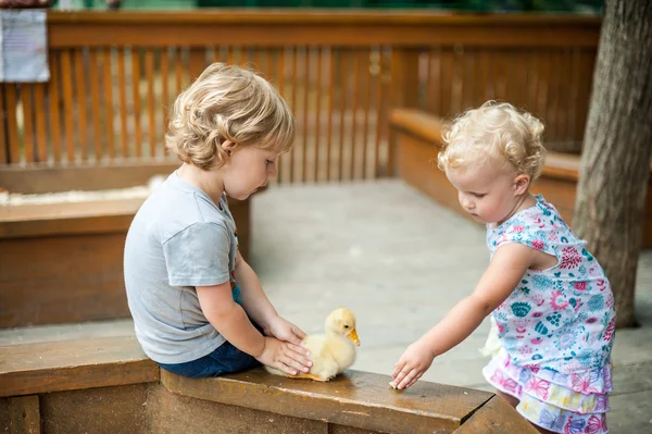 Les enfants jouent avec les canetons — Photo