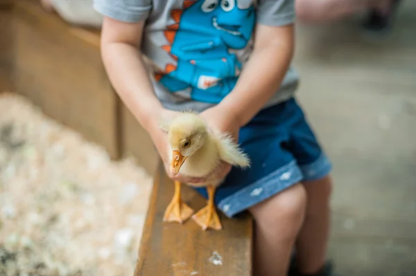 Niño pequeño jugar con los patitos — Foto de Stock