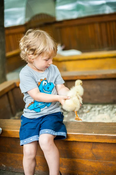 Toddler boy play with the ducklings — Stock Photo, Image