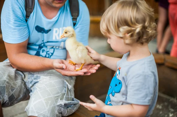 Niño pequeño jugar con los patitos — Foto de Stock