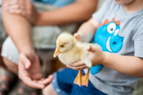 Niño pequeño jugar con los patitos — Foto de Stock