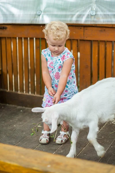 Niña jugando con el cordero — Foto de Stock