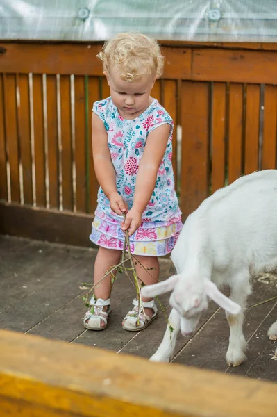 蹒跚学步的女孩玩羔羊 — 图库照片