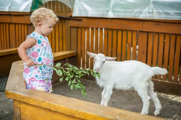 Småbarn flicka spela med lamm — Stockfoto