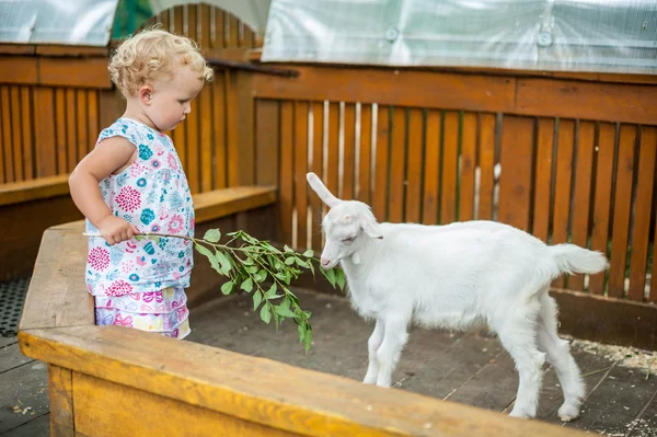 Småbarn flicka spela med lamm — Stockfoto