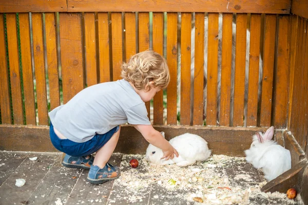 Tout-petit garçon jouer avec des lapins — Photo