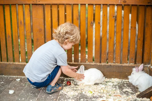 Niño pequeño jugar con conejos — Foto de Stock