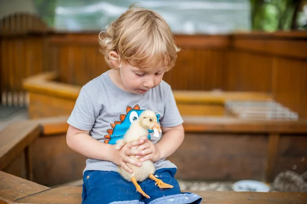 Niño pequeño jugar con los patitos — Foto de Stock