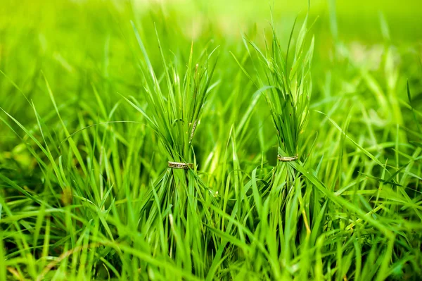 Два золоті обручки, що сидять на траві — стокове фото