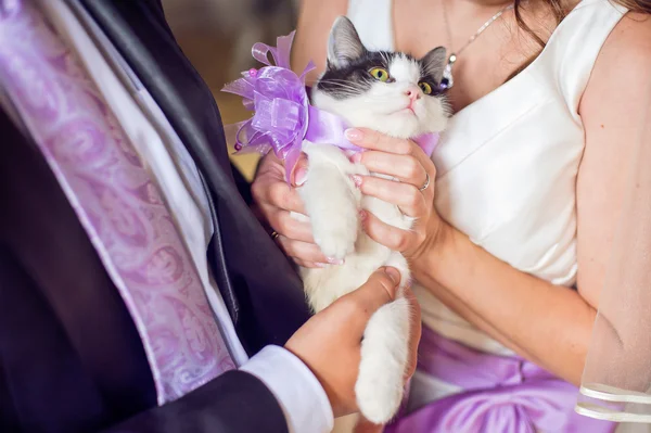 Szczęśliwa Panna młoda i pan młody stylowe, trzymając śliczny słodki mały kotek — Zdjęcie stockowe